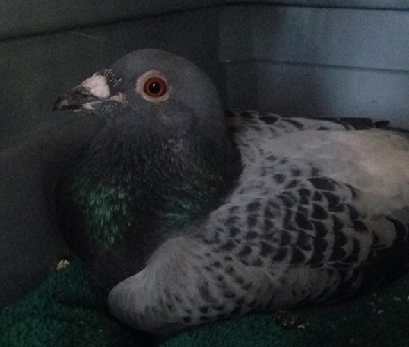 Two injured pigeons need rides via land transportation home to Southern ...